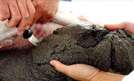 قیمت خاویار به ۱۰ میلیون تومان هم رسید