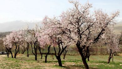 شکوفه های بهاری درختان بادام در طبعیت بروجرد‎