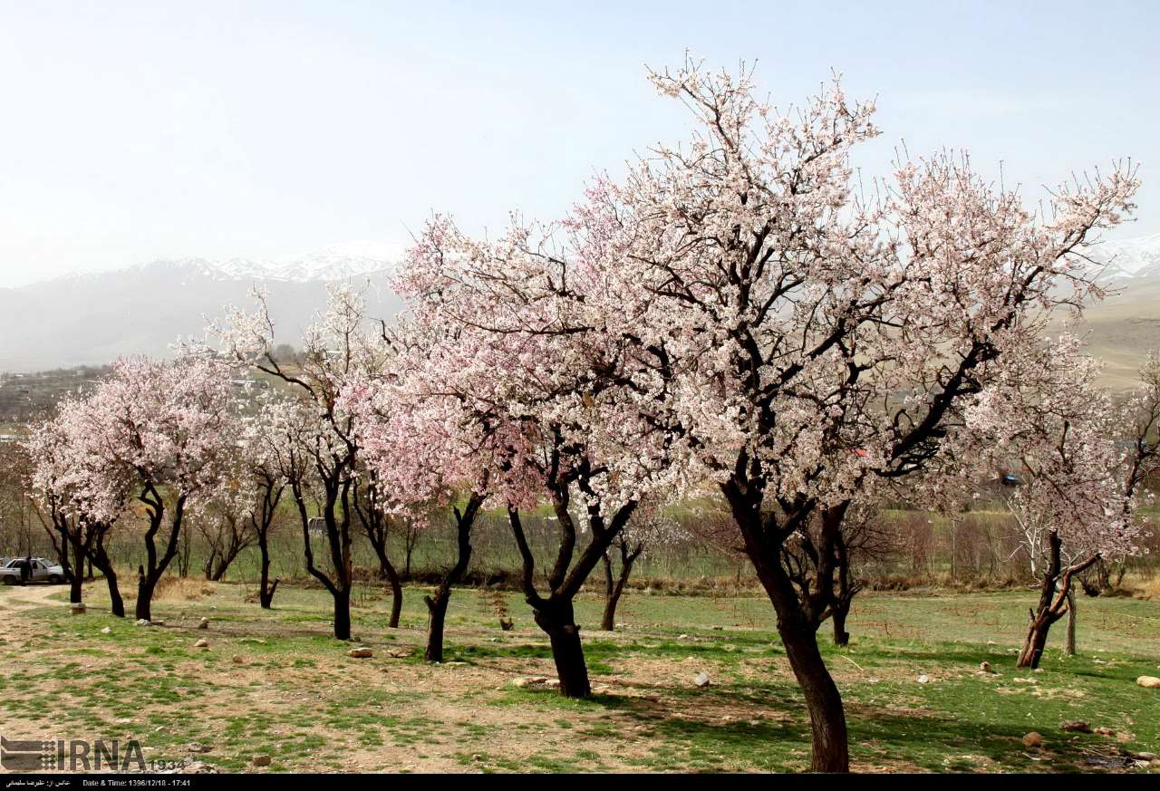 شکوفه های بهاری درختان بادام در طبعیت بروجرد‎