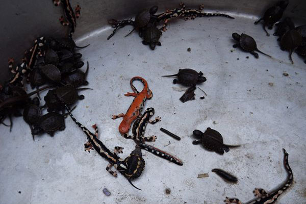 خرید و فروش لاک پشت و سمندر در بازار بروجرد ممنوع شد