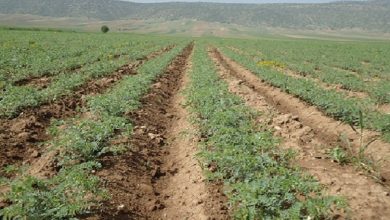 کاهش باران به مزارع دیم بروجرد خسارت شدید وارد کرده است