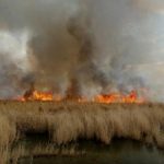 تالاب بیشه دالان آتش سوزی