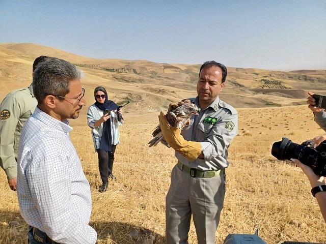 رهاسازی پرنده